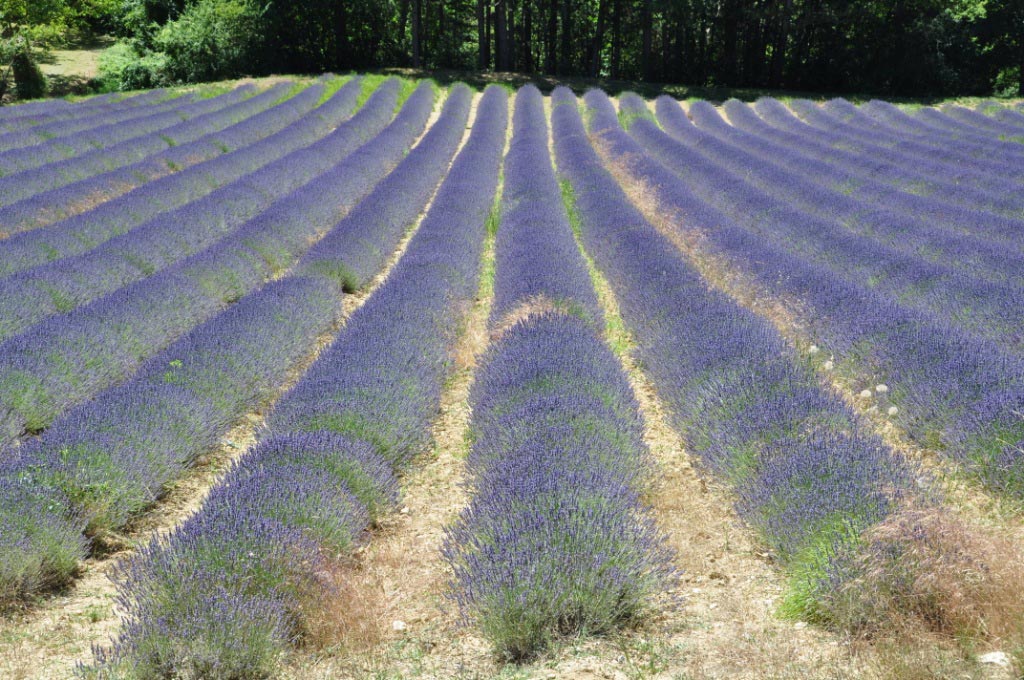 Vercors